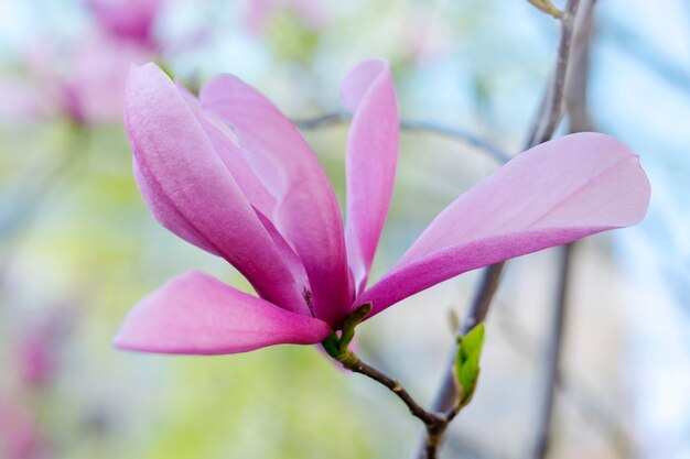 Czuły kwitnienia magnolii zakończenie