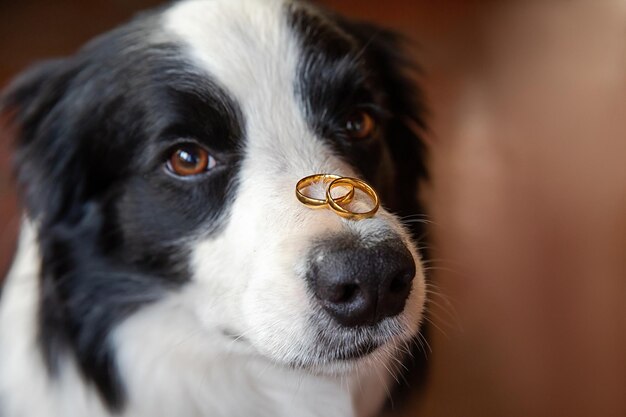 Zdjęcie czy wyjdziesz za mnie zabawny portret ślicznego szczeniaka rasy border collie trzymającego dwie złote obrączki na nosie z bliska koncepcja propozycji małżeństwa zaręczynowego