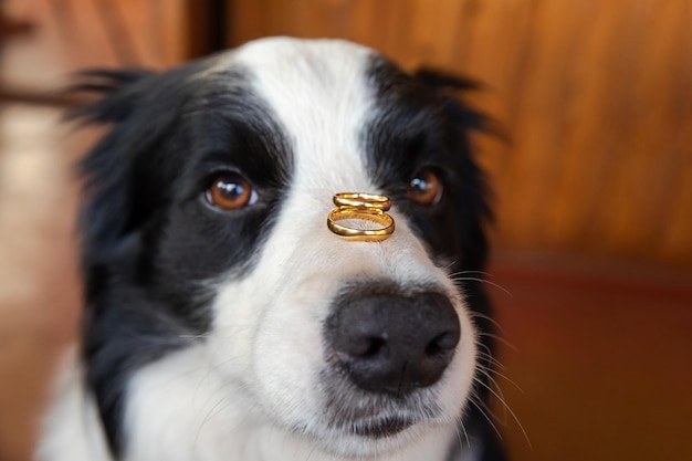 Czy wyjdziesz za mnie Zabawny portret ślicznego szczeniaka rasy border collie trzymającego dwie złote obrączki na nosie z bliska Koncepcja propozycji małżeństwa zaręczynowego