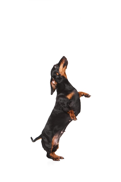 Czystej rasy uroczy pies czarny dachshund stojący na tylnych nogach odizolowany na białym tle studia