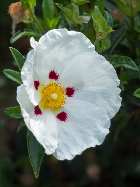 Czystek (Lucitanica Decumbens) kwitnący w angielskim ogrodzie