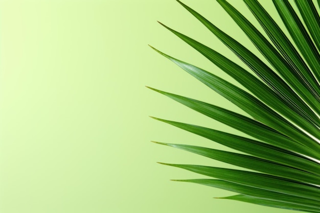 Czysty minimalistyczny tło liście palmowe Generuj Ai
