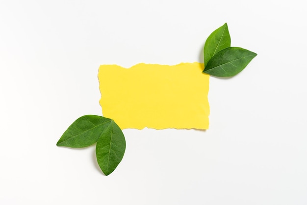 Czysty papier ułożony z liści reprezentujących naturalny produkt Pusta prostokątna ramka ze świeżą dekoracją botaniczną Kreatywny karton z ziołami na reklamę biznesową