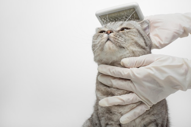 Czyszczenie sierści szkockiego kota izolowanego przez weterynarza