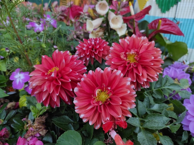 Dahlia pierzasta to gatunek z rodzaju Dahlia, rodziny astrowatych.