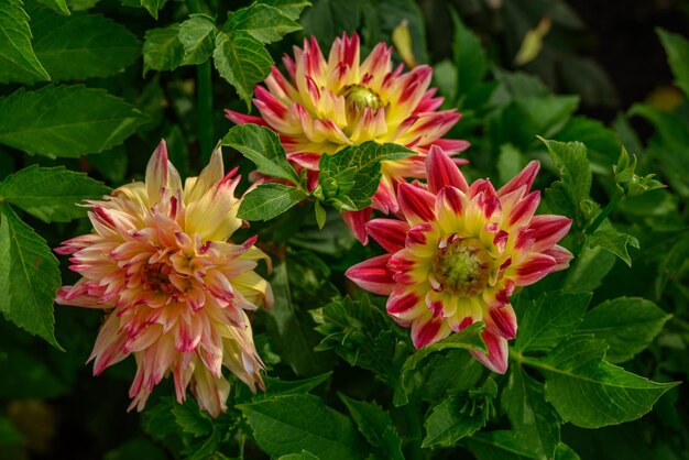 Dahlias w Niemczech.