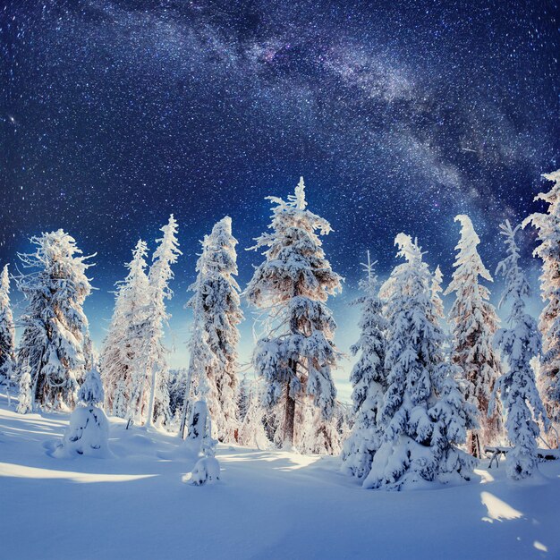 Dairy Star Trek W Zimowym Lesie.