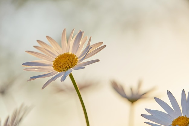 Daisy Marguerite Garden fotografuje piękną Daisy Marguerite