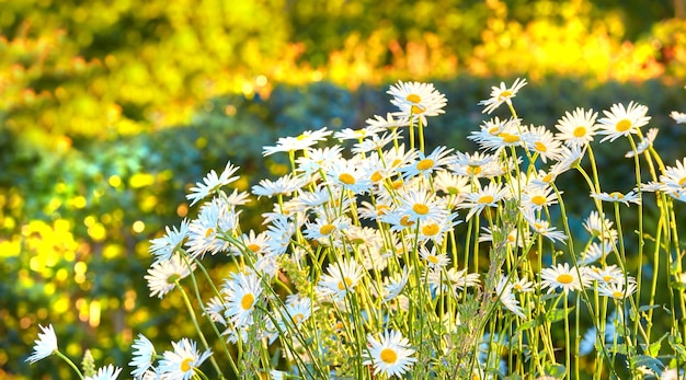 Daisy Marguerite Garden Fotografuje Piękną Daisy Marguerite