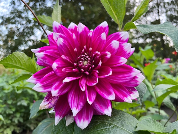 Dalia (Dahlia x Cultorum Thorsrud Reisaeter) zbliżenie