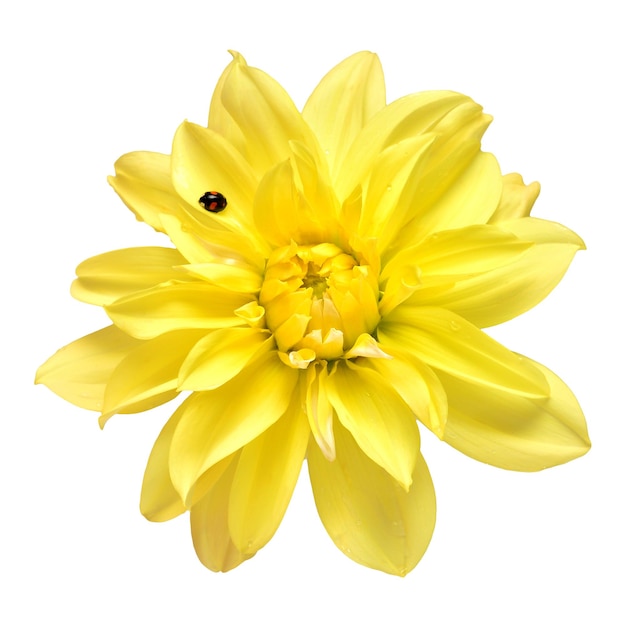 Dalia makro kwiat żółty z biedronką na białym tle Koncepcja botaniczna pomysł na florę Płaski widok z góry Ślub panna młoda miłość