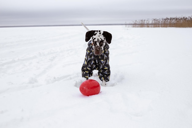 Dalmatyńczyk ubrany w śnieg bawiący się w parku na śniegu Zima Pies w płaszczu Zwierzak w ciepłej kurtcePortret zabawnego psa ubranego w garnitur Ubranka dla zwierzaków