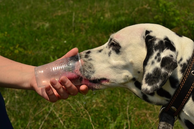 Dalmatyńczyki piją wodę w parku z plastikowej szklanki