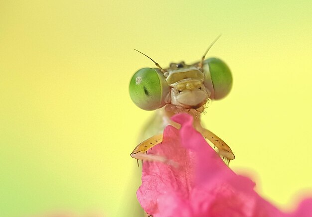 Damselfly headshot z pięknym żółtym tłem