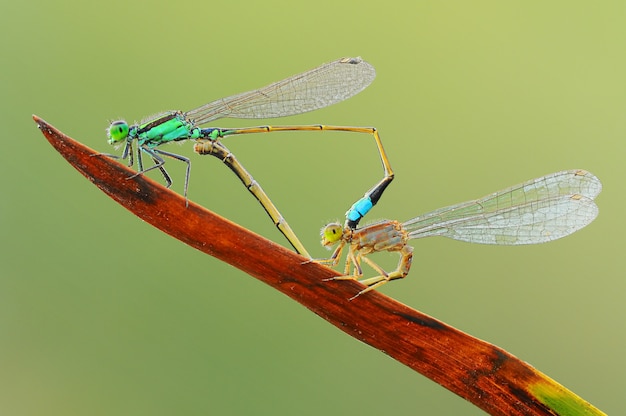 Damselfly kojarzy się na liściu