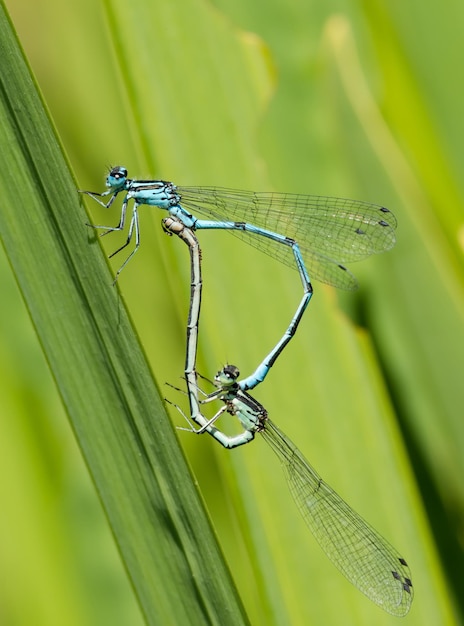 Damselfly parzące się na trawie