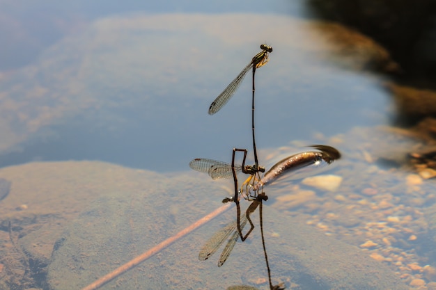 Damselfly w lesie