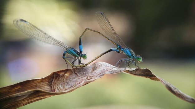 Damselfly