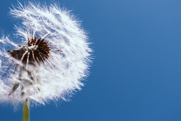 Dandelion abstrakcjonistyczny tło. Niebieskie niebo. Szczegół dandelion tran