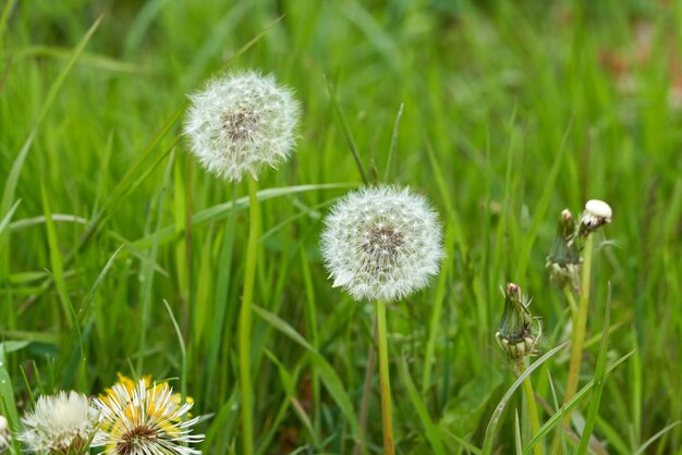 Dandelion i zielona trawa w tle