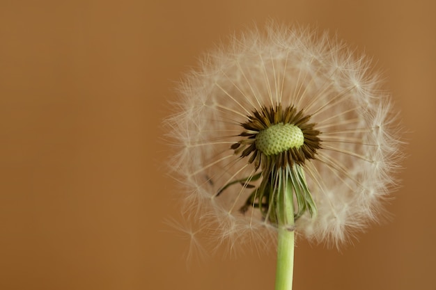 Dandelion kwiat na brown tle