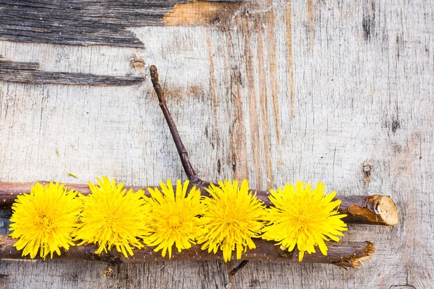 Zdjęcie dandelion kwitnie na drewnie