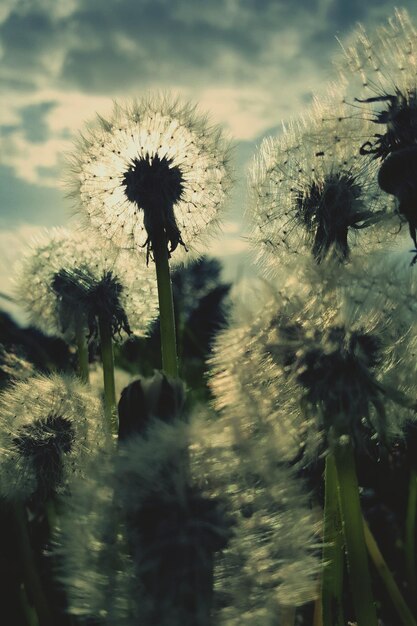 Zdjęcie dandelion na chmurnym niebie