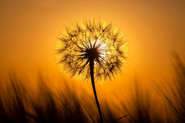 Dandelion na tle zachodzącego słońca. Przyroda i botanika kwiatowa