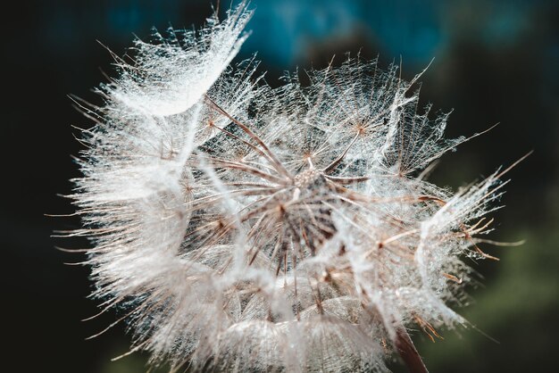 Dandelion o zachodzie słońca Swoboda życzeń Dandelion puszysty kwiat sylwetka na zachodzie słońca niebo