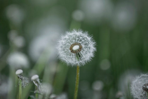 Dandelion Pole W Zielonej Trawie