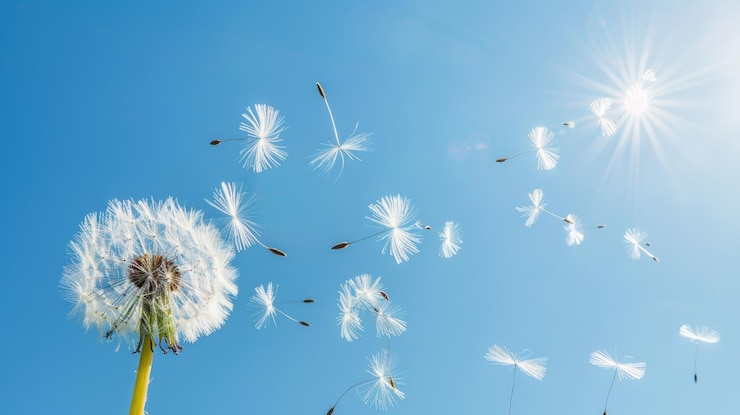 Zdjęcie dandelion rozrzucający nasiona w wietrze na czyste niebieskie niebo