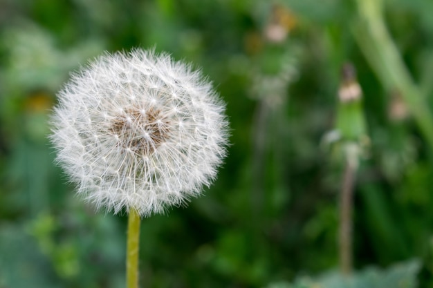 dandelion - sekta taraxacum. ruderiala - bliska