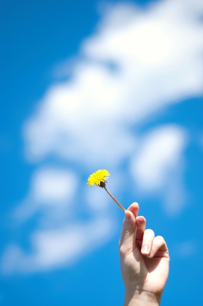 Dandelion w dłoni