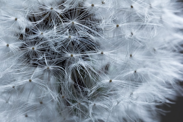 Zdjęcie dandelion w makro