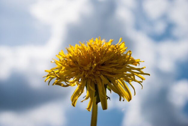 Zdjęcie dandelion w słoneczny dzień.