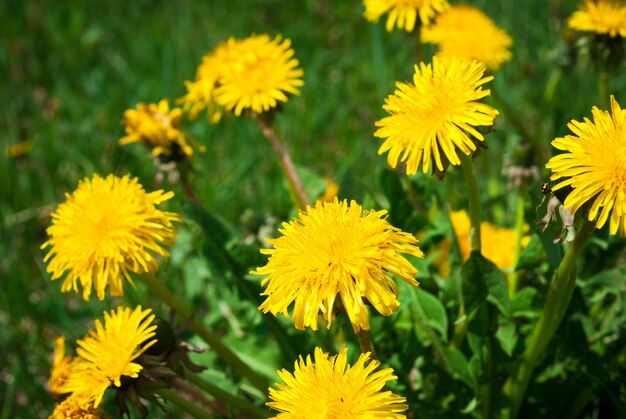 Dandelion w słoneczny dzień.