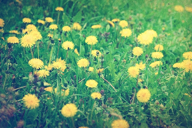 Dandelion Wiosna