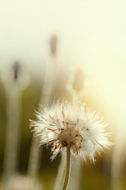 Dandelion ziarna w naturze. Kwitnący tło.