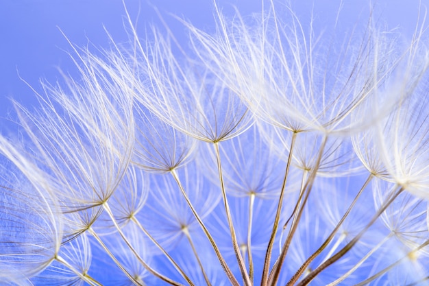 Dandelion ziarna zamykają w górę dmuchania w błękitnym tle