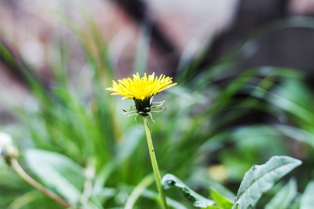 Dandelions (Taraxacum Officinale) w trawie