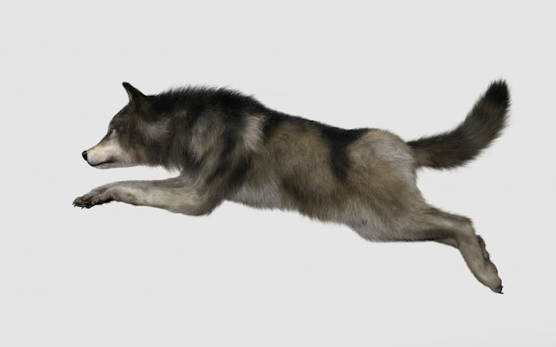 Danger Wolf Animal. Brązowy I Szary Wilk