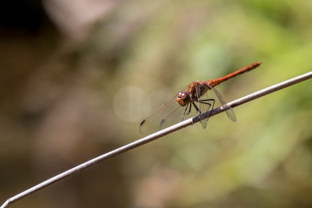 Darter (Sympetrum striolatum) spoczywający na łodydze rośliny