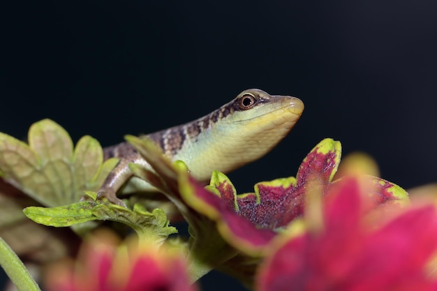 Dasia olivacea baby drzewo oliwne skink na liściach