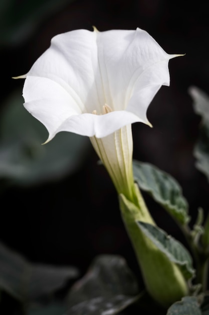 Datura inoxia Biały kwiat trąbki