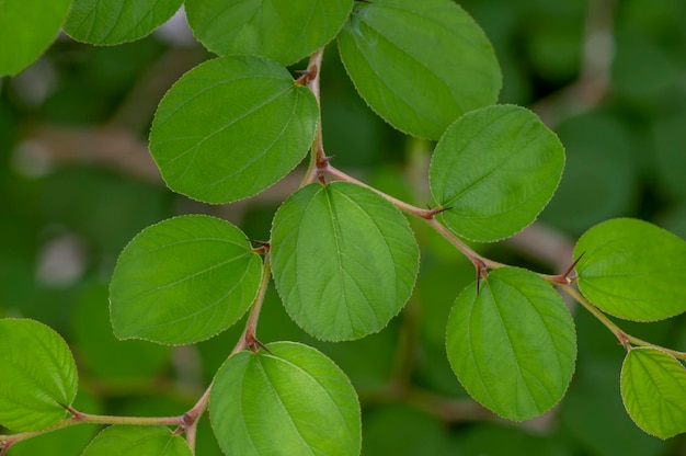 Daun Bidara Ziziphus mauritiana liście znane jako indyjska jujube Indyjska śliwka chińska daktyl i chińskie jabłko