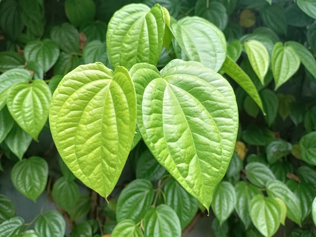 Daun sirih piękna zielona tekstura liścia Piper Betle Leaf lub Daun Sirih do celów leczniczych