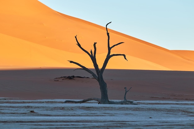 Zdjęcie deadvlei podczas wschodu słońca z drzewami z kolcami wielbłądów