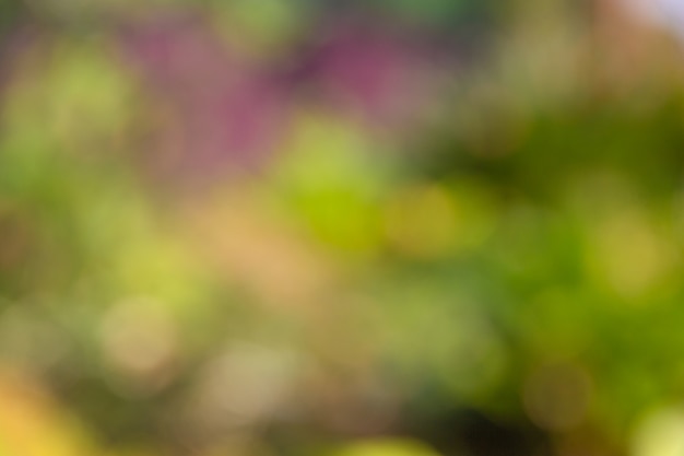 Defocused Abstrakta lekki bokeh światło na drzewie