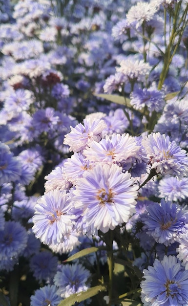 Defocused purpura kwitnie dla tła