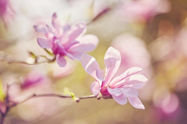 Dekoracja kilku kwiatów magnolii różowy kwiat magnolii Magnolia